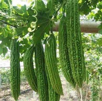 苦瓜哪里最苦（苦瓜什么干苦）-第3张图片-厨房小当家