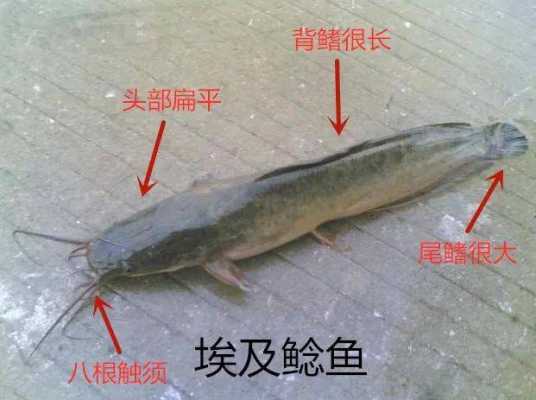 鲶鱼在市场上怎么那么便宜?我听很多人说城里人都不怎么吃,说对身体不好,是这么回事吗?那怎么个不好呢,鲶鱼哪里有卖的啊-第1张图片-厨房小当家 鲶鱼在市场上怎么那么便宜?我听很多人说城里人都不怎么吃,说对身体不好,是这么回事吗?那怎么个不好呢,鲶鱼哪里有卖的啊-第1张图片-厨房小当家