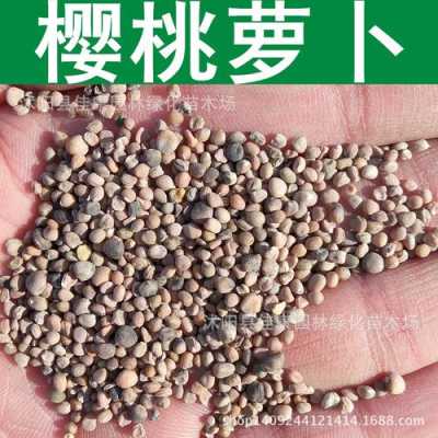 水晶萝卜哪里有(水晶萝卜种子哪里找)-第2张图片-厨房小当家 水晶萝卜哪里有(水晶萝卜种子哪里找)-第2张图片-厨房小当家