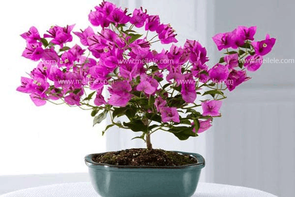 鲜花食庄生意怎么样(三角梅型庄怎么养)-第2张图片-厨房小当家 鲜花食庄生意怎么样(三角梅型庄怎么养)-第2张图片-厨房小当家