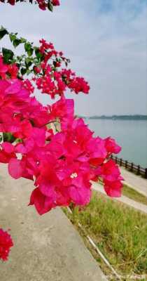 鲜花食庄生意怎么样(三角梅型庄怎么养)-第1张图片-厨房小当家 鲜花食庄生意怎么样(三角梅型庄怎么养)-第1张图片-厨房小当家