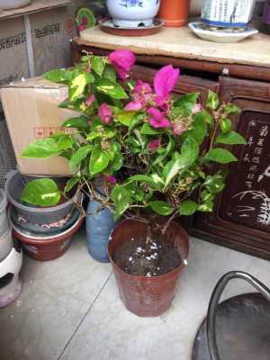 鲜花食庄生意怎么样(三角梅型庄怎么养)-第3张图片-厨房小当家 鲜花食庄生意怎么样(三角梅型庄怎么养)-第3张图片-厨房小当家