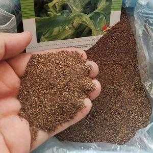 冰草是哪里的(冰草种子在哪里能买到)-第1张图片-厨房小当家 冰草是哪里的(冰草种子在哪里能买到)-第1张图片-厨房小当家