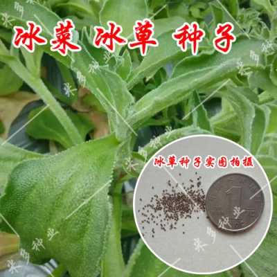 冰草是哪里的(冰草种子在哪里能买到)-第2张图片-厨房小当家 冰草是哪里的(冰草种子在哪里能买到)-第2张图片-厨房小当家