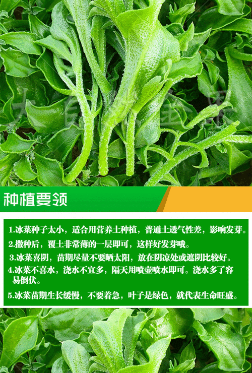 冰草是哪里的(冰草种子在哪里能买到)-第3张图片-厨房小当家 冰草是哪里的(冰草种子在哪里能买到)-第3张图片-厨房小当家