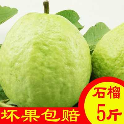番石榴哪里的特产(委的特产水果是)-第3张图片-厨房小当家 番石榴哪里的特产(委的特产水果是)-第3张图片-厨房小当家