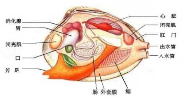河蚌的鳃和肠子怎么分辨,河蚌的肠子在哪里视频-第2张图片-厨房小当家 河蚌的鳃和肠子怎么分辨,河蚌的肠子在哪里视频-第2张图片-厨房小当家