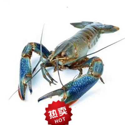 澳龙是哪里的(澳龙羊是哪里的品牌)-第3张图片-厨房小当家 澳龙是哪里的(澳龙羊是哪里的品牌)-第3张图片-厨房小当家