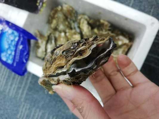 生蚝是生的吗,生蚝在哪里生长的-第3张图片-厨房小当家 生蚝是生的吗,生蚝在哪里生长的-第3张图片-厨房小当家
