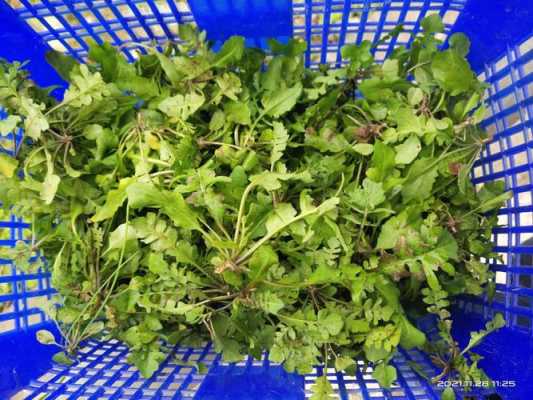 荠菜哪里有得卖(荠菜哪里有得卖啊)-第1张图片-厨房小当家 荠菜哪里有得卖(荠菜哪里有得卖啊)-第1张图片-厨房小当家