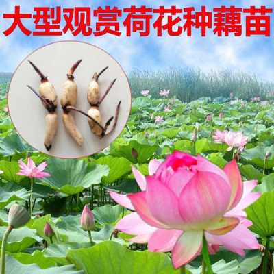 藕长在哪里图解(藕长在哪里图解图片)-第2张图片-厨房小当家 藕长在哪里图解(藕长在哪里图解图片)-第2张图片-厨房小当家