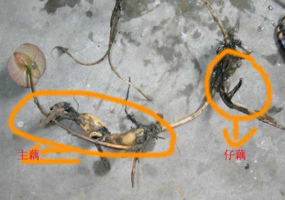 藕长在哪里图解(藕长在哪里图解图片)-第1张图片-厨房小当家 藕长在哪里图解(藕长在哪里图解图片)-第1张图片-厨房小当家