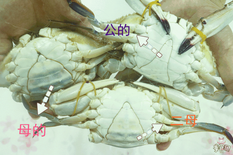 螃蟹的嘴巴怎么形容,螃蟹的嘴在哪里图片-第2张图片-厨房小当家 螃蟹的嘴巴怎么形容,螃蟹的嘴在哪里图片-第2张图片-厨房小当家