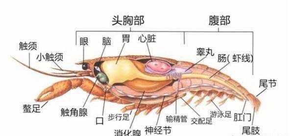小龙虾哪里可以吃（小龙虾可食用部分图解）-第3张图片-厨房小当家
