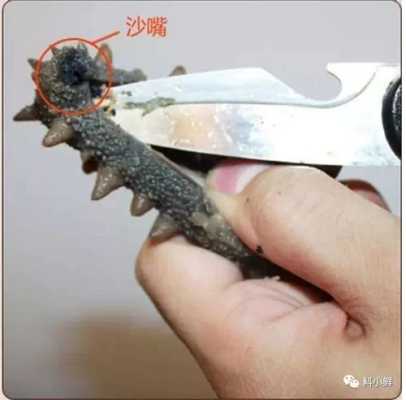 海参的嘴巴是怎样的,海参的嘴巴在哪-第2张图片-厨房小当家 海参的嘴巴是怎样的,海参的嘴巴在哪-第2张图片-厨房小当家