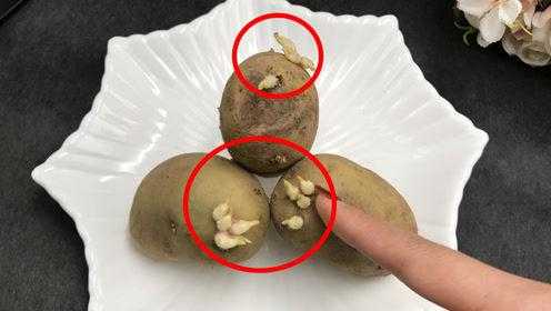 土豆放在哪里不发芽(土豆放在哪里不发芽呢)-第1张图片-厨房小当家 土豆放在哪里不发芽(土豆放在哪里不发芽呢)-第1张图片-厨房小当家