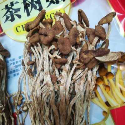 哪里有卖茶树菇的,茶树菇在哪里买比较好-第3张图片-厨房小当家 哪里有卖茶树菇的,茶树菇在哪里买比较好-第3张图片-厨房小当家