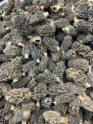 哪里的羊肚菌品质好,羊肚菌哪里的好一点-第2张图片-厨房小当家 哪里的羊肚菌品质好,羊肚菌哪里的好一点-第2张图片-厨房小当家