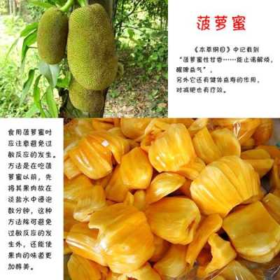 菠萝蜜产地在我国哪里,菠萝蜜哪里可以吃哪里不可以吃-第3张图片-厨房小当家 菠萝蜜产地在我国哪里,菠萝蜜哪里可以吃哪里不可以吃-第3张图片-厨房小当家