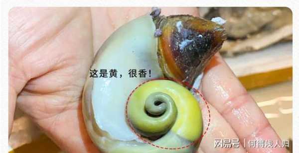 大海螺哪里不能吃图示(大海螺哪里不能吃图示图片)-第1张图片-厨房小当家 大海螺哪里不能吃图示(大海螺哪里不能吃图示图片)-第1张图片-厨房小当家