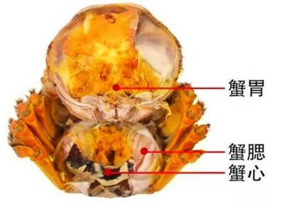 螃蟹的胃和心在哪里(螃蟹有多少个器官)-第2张图片-厨房小当家 螃蟹的胃和心在哪里(螃蟹有多少个器官)-第2张图片-厨房小当家