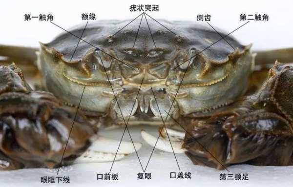 螃蟹的胃和心在哪里(螃蟹有多少个器官)-第3张图片-厨房小当家 螃蟹的胃和心在哪里(螃蟹有多少个器官)-第3张图片-厨房小当家