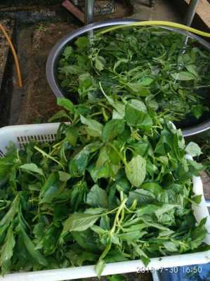 野菜专卖店加盟怎么样(野菜专卖店加盟怎么样)-第3张图片-厨房小当家 野菜专卖店加盟怎么样(野菜专卖店加盟怎么样)-第3张图片-厨房小当家