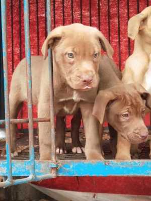比特犬串什么犬找搔好,串骚串串香加盟-第2张图片-厨房小当家 比特犬串什么犬找搔好,串骚串串香加盟-第2张图片-厨房小当家