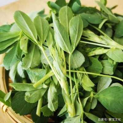苜蓿吃哪里(什么类型的苜蓿草兔子都吃吗)-第1张图片-厨房小当家 苜蓿吃哪里(什么类型的苜蓿草兔子都吃吗)-第1张图片-厨房小当家
