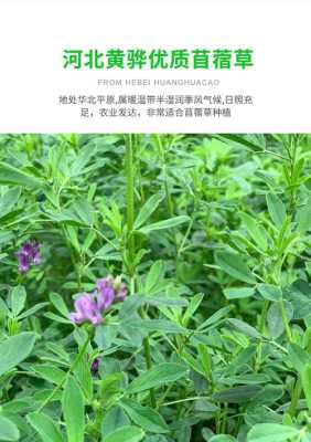 苜蓿吃哪里(什么类型的苜蓿草兔子都吃吗)-第2张图片-厨房小当家 苜蓿吃哪里(什么类型的苜蓿草兔子都吃吗)-第2张图片-厨房小当家