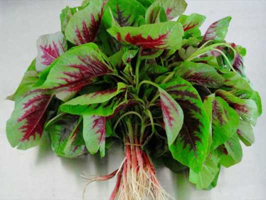 苋菜哪里好吃（苋菜哪里好吃啊）-第3张图片-厨房小当家