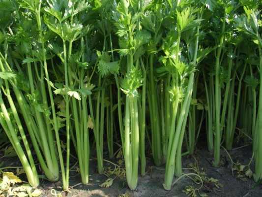 芹菜要吃哪里(芹菜为什么是蒙古人的地位和象征)-第2张图片-厨房小当家 芹菜要吃哪里(芹菜为什么是蒙古人的地位和象征)-第2张图片-厨房小当家
