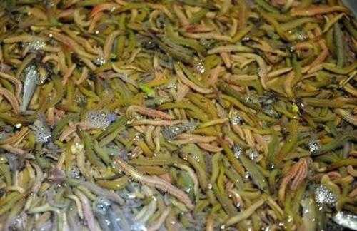 佛山哪里有禾虫,哪里吃禾虫-第2张图片-厨房小当家 佛山哪里有禾虫,哪里吃禾虫-第2张图片-厨房小当家