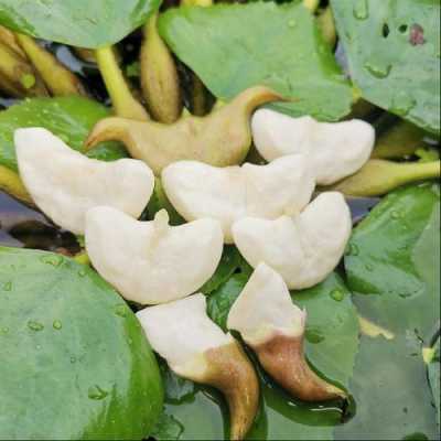 菱角哪里好(菱角哪里好吃)-第3张图片-厨房小当家 菱角哪里好(菱角哪里好吃)-第3张图片-厨房小当家