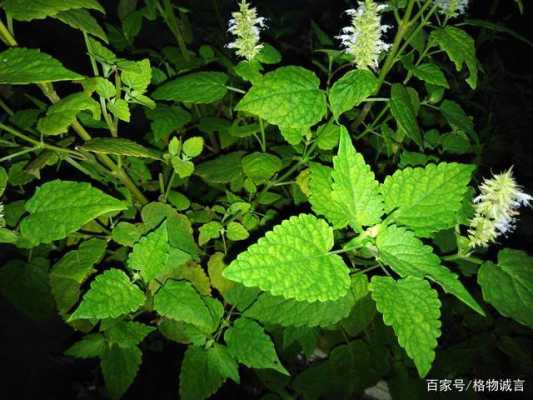 藿香吃哪里（藿香是吃什么的）-第2张图片-厨房小当家