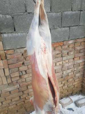 哪里羊肉膻(哪种羊膻味重)-第2张图片-厨房小当家 哪里羊肉膻(哪种羊膻味重)-第2张图片-厨房小当家
