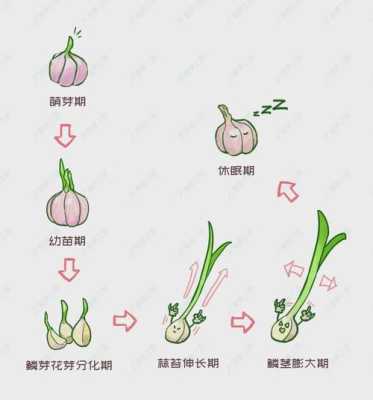 大蒜出哪里(大蒜哪里多)-第1张图片-厨房小当家 大蒜出哪里(大蒜哪里多)-第1张图片-厨房小当家