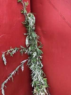 门前插艾草的习俗来历,艾草来自哪里的植物-第1张图片-厨房小当家