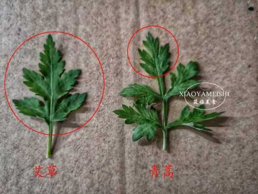 门前插艾草的习俗来历,艾草来自哪里的植物-第3张图片-厨房小当家