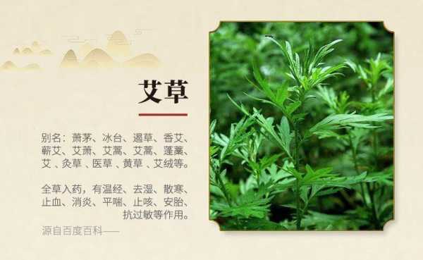 门前插艾草的习俗来历,艾草来自哪里的植物-第2张图片-厨房小当家