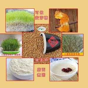 哪里小麦好吃(最好吃的小麦品种排行榜)-第1张图片-厨房小当家 哪里小麦好吃(最好吃的小麦品种排行榜)-第1张图片-厨房小当家