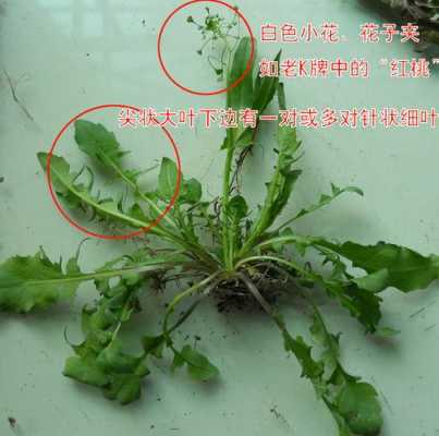 哪里吃荠菜(宝鸡哪有荠菜)-第1张图片-厨房小当家 哪里吃荠菜(宝鸡哪有荠菜)-第1张图片-厨房小当家