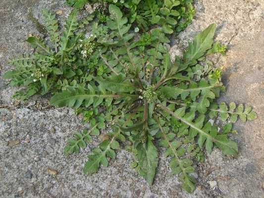 哪里吃荠菜(宝鸡哪有荠菜)-第2张图片-厨房小当家 哪里吃荠菜(宝鸡哪有荠菜)-第2张图片-厨房小当家