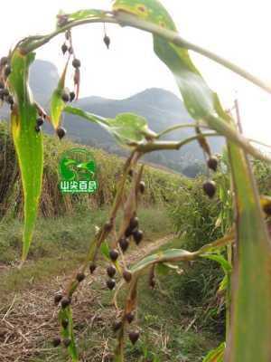 薏仁哪里生(薏米是什么植物上生长的)-第2张图片-厨房小当家 薏仁哪里生(薏米是什么植物上生长的)-第2张图片-厨房小当家