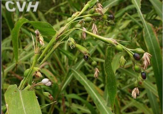 薏仁哪里生(薏米是什么植物上生长的)-第3张图片-厨房小当家 薏仁哪里生(薏米是什么植物上生长的)-第3张图片-厨房小当家