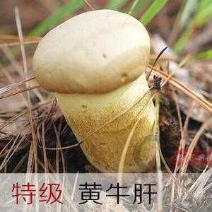 黄牛肝一般长在什么地方,牛肝哪里有卖-第2张图片-厨房小当家 黄牛肝一般长在什么地方,牛肝哪里有卖-第2张图片-厨房小当家
