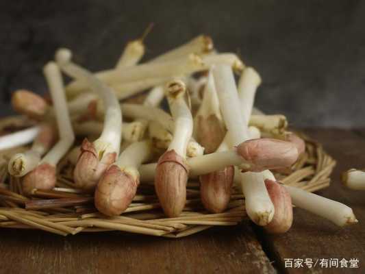 花生芽长多大吃着最好,花生芽吃哪里的好-第2张图片-厨房小当家 花生芽长多大吃着最好,花生芽吃哪里的好-第2张图片-厨房小当家