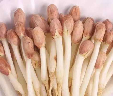 花生芽长多大吃着最好,花生芽吃哪里的好-第3张图片-厨房小当家 花生芽长多大吃着最好,花生芽吃哪里的好-第3张图片-厨房小当家