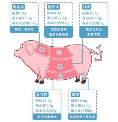 猪身上哪个部位营养价值排名,猪肉哪里肉好吃-第1张图片-厨房小当家