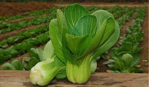 油菜和菜心是同一种蔬菜吗,菜心是哪里菜种-第2张图片-厨房小当家 油菜和菜心是同一种蔬菜吗,菜心是哪里菜种-第2张图片-厨房小当家
